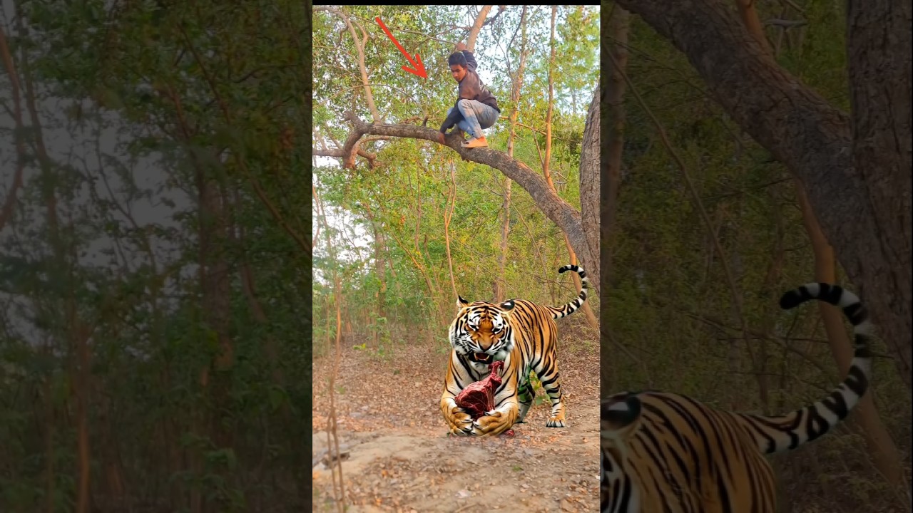 Tiger attack in boy forest made fun movie#tiger#forest#buxar#funmademovie#jungletiger#wildlife