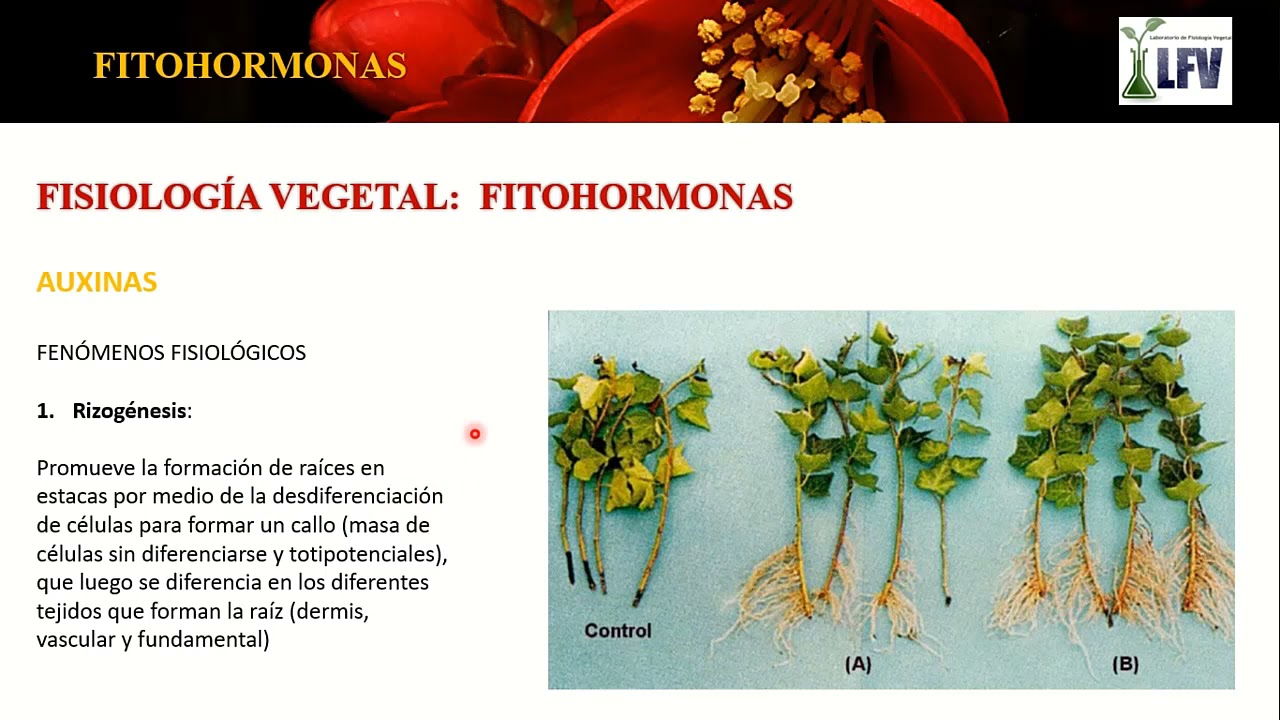 Fitohormonas (Parte 1)