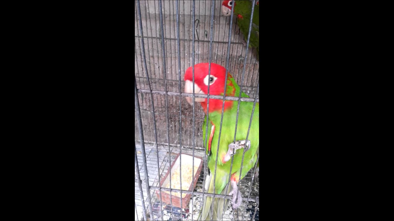 Loro cabeza rojo hablando