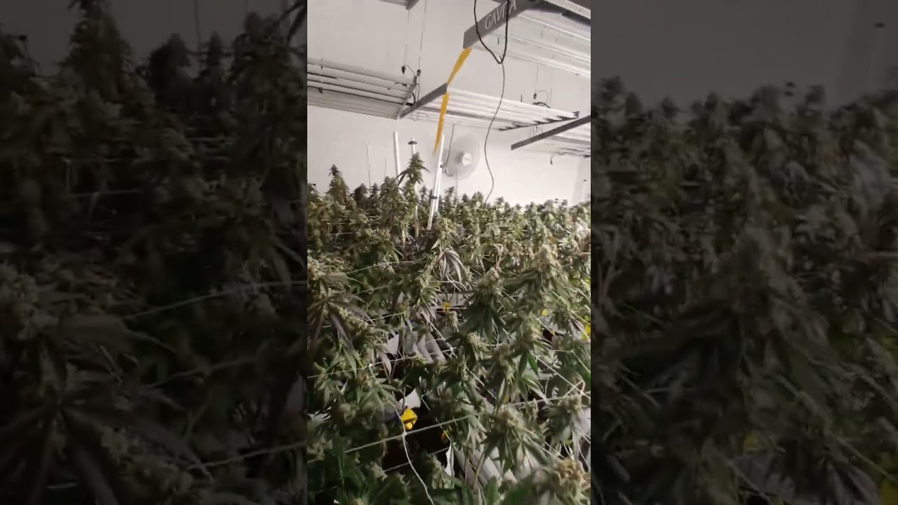 100% Pesticide Free Commercial Cannabis Facility. Check Out Our Channel For More Information!!!