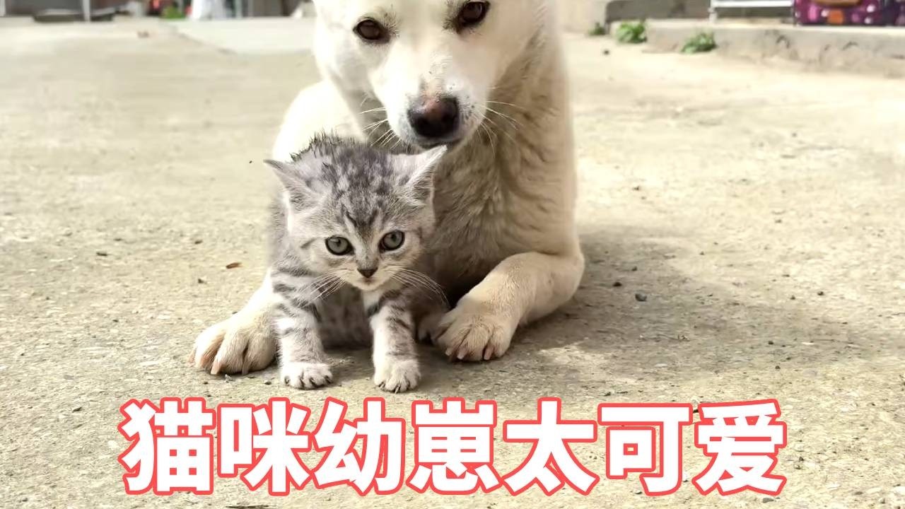 拿了两根烤肠给可爱的小猫咪，没想到被狗一口抢走！#动物世界 #动物搞笑视频 #宠物 #猫咪