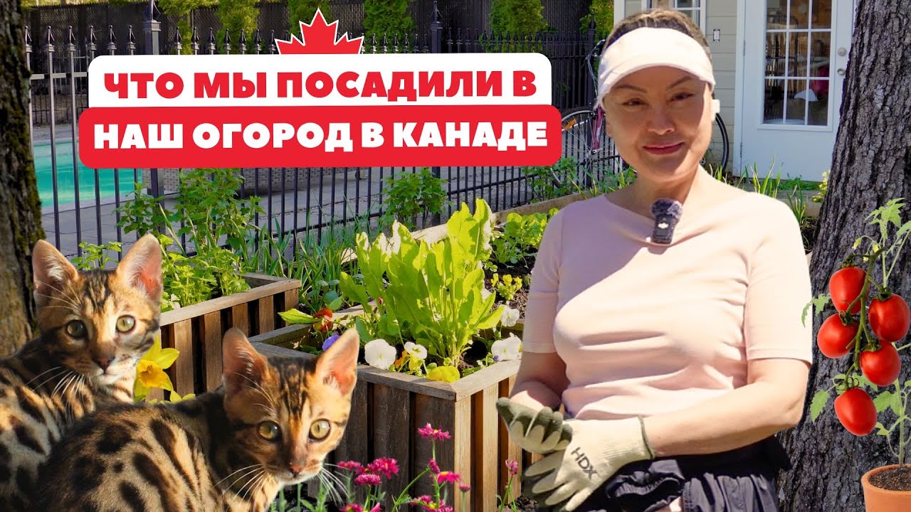 Мой Огород В Канаде: Растет Даже Без Опыта 🤩