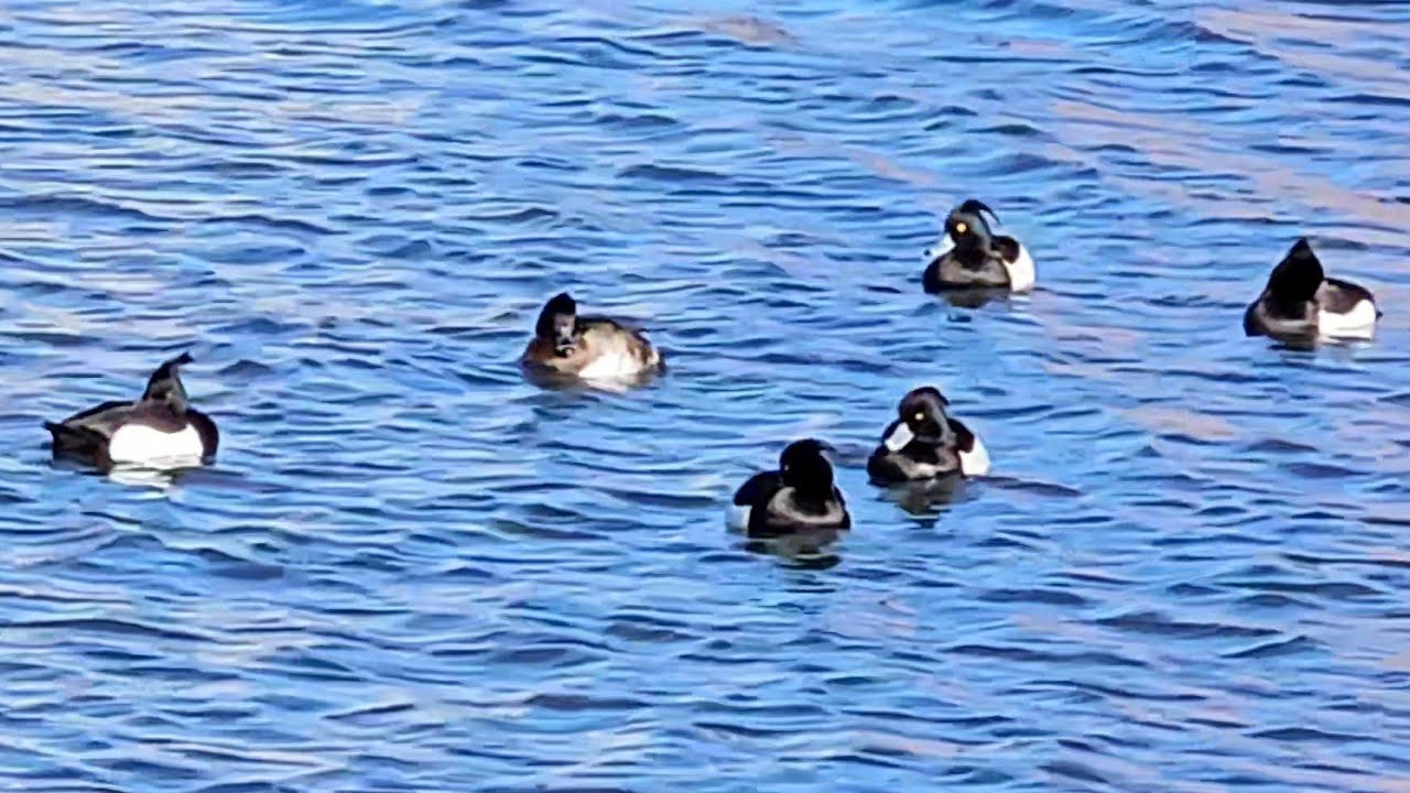 Vigg Dykänder 4 Mars 2026