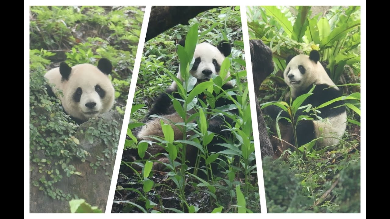 20260123 圓寶吃竹又被擾 山坡萌坐打野草(早餐) Giant Panda Yuan Bao
