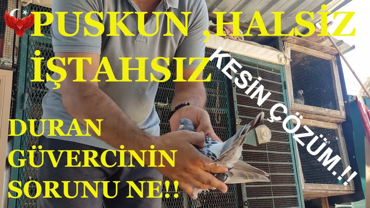TÜY DEĞİŞİMİNE GİREMEYEN GÜVERCİNLERE NE YAPABİLİRİZ.!!! #pigeon #güvercin #oyunkuşu #hayvanlaral