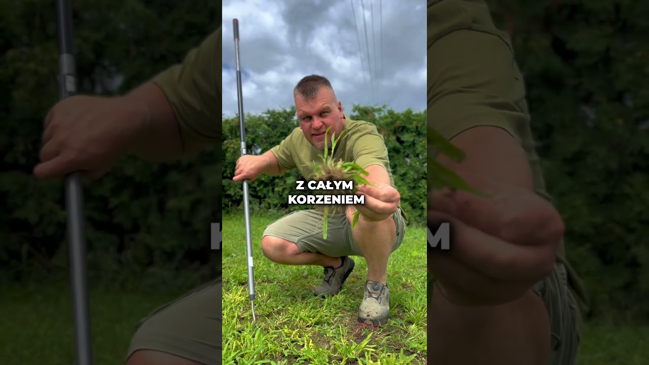 Masz chwasty w trawniku?