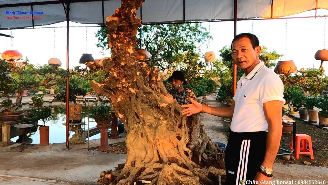 Thăm vườn bonsai Châu Giang xem anh tạo tác nhiều phôi khủng