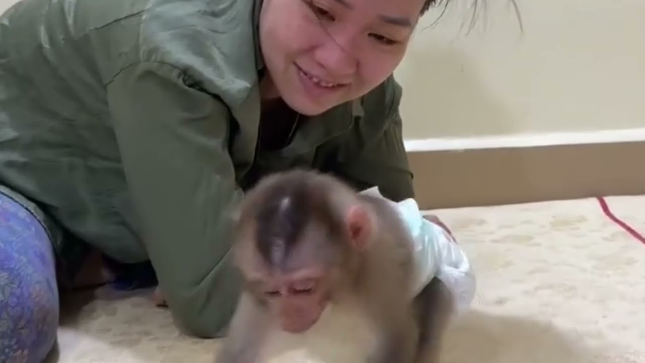 Funny Monkey Videos#2#cat #babymonkey #catdance #duet#cute #dance 