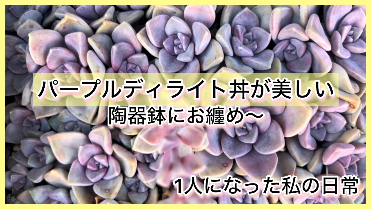 [多肉植物]パープルディライト丼が美しい〜陶器鉢にお纏め〜^_^1人になった私の戯言