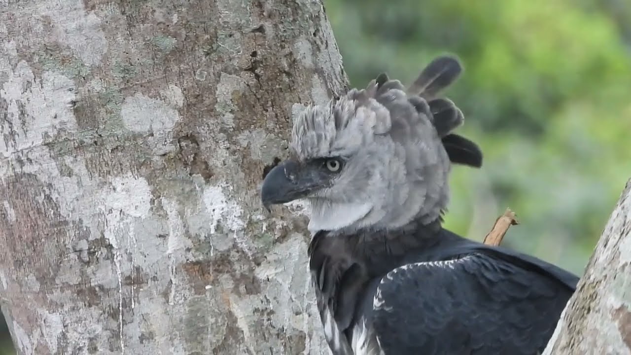HARPY EAGLE - FULL FRAME!!! GAVIÃO-REAL, EM TELA CHEIA!!!