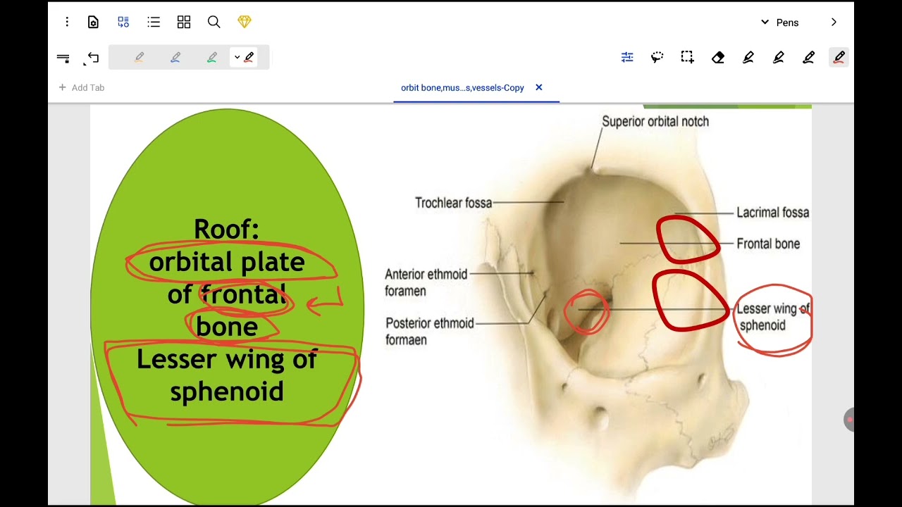 Anatomy orbit and it's ms 