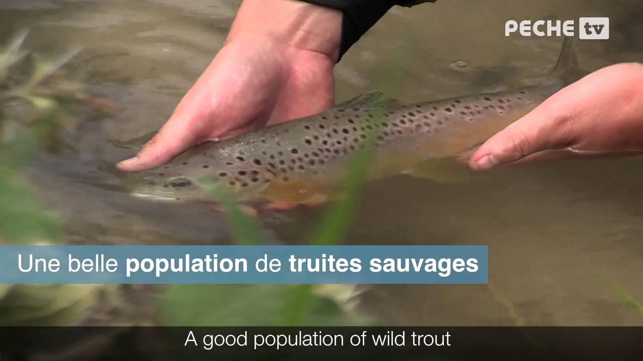 Teaser Pêcher sur la Ternoise