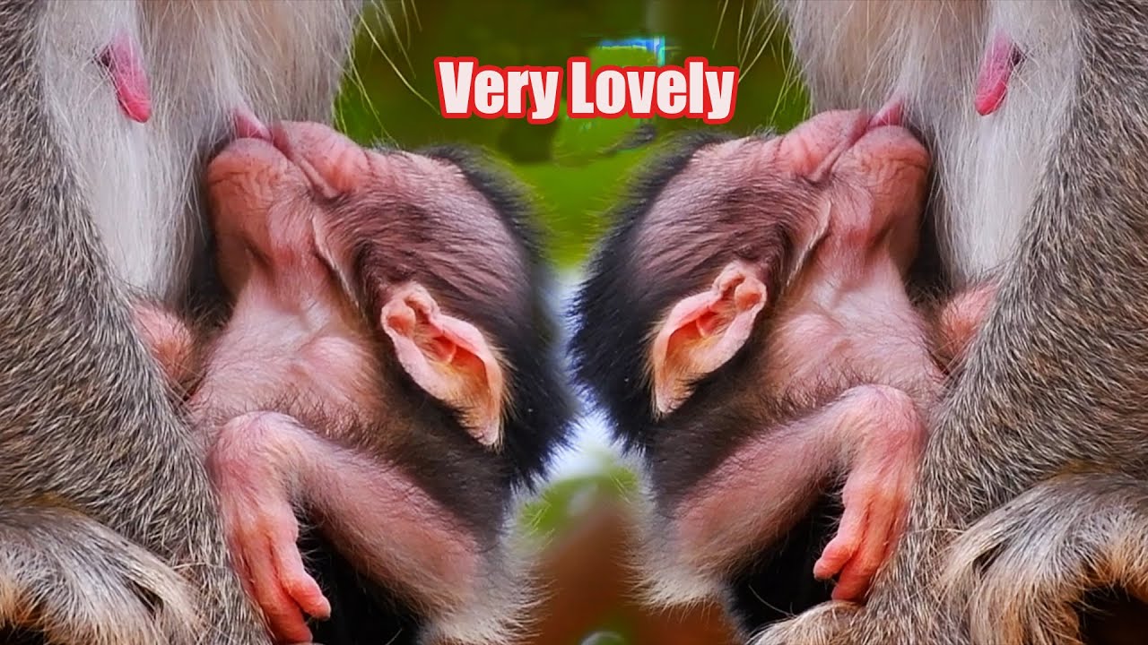Adorable Tiny Baby Monkey Hugs Mommy Tights Full Time