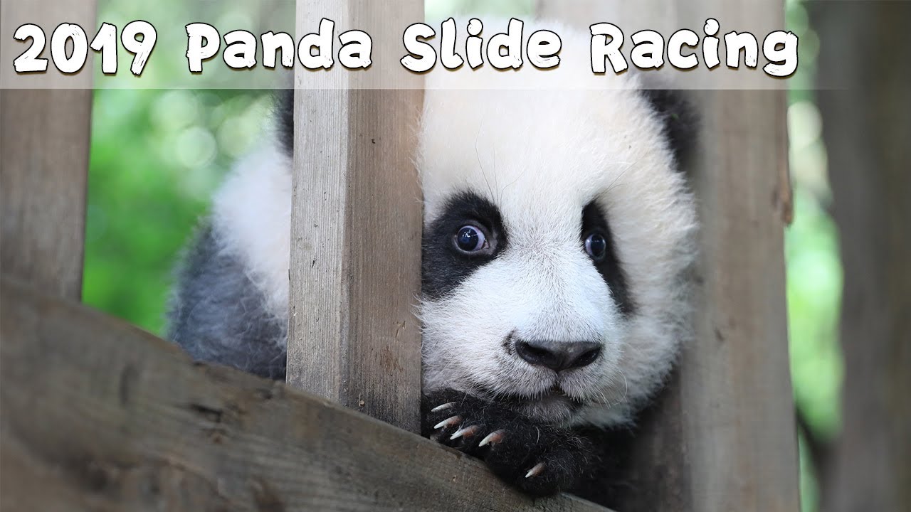 2019 Panda Slide Racing | iPanda