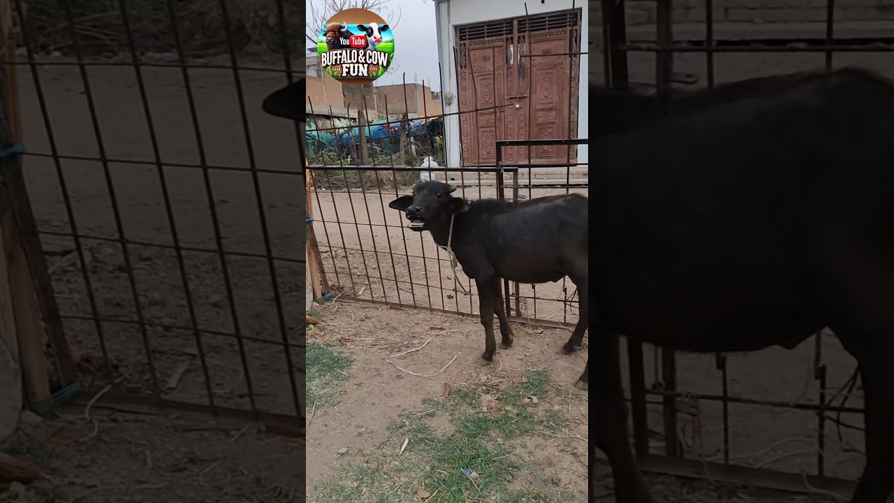 Cute Buffalo Calf Calling Its Mom &ndash; Adorable Sound!  #sound #calfsound #buffalo #cow #animals #short
