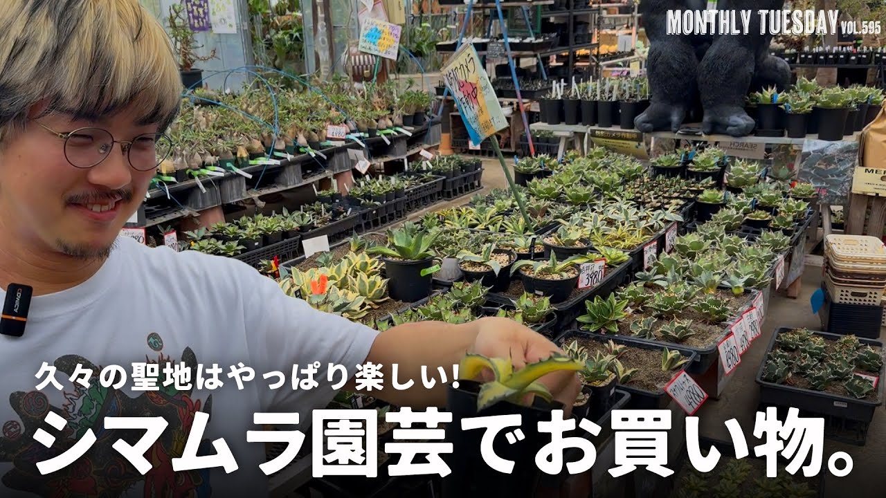 久しぶりのシマムラ園芸行ったらアガベ、塊根、サボテン、ビカク、観葉植物の品揃えが凄かった！