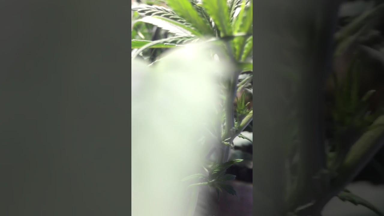 Grow 420 Show: Holy Grail Kush Week 1 Flower