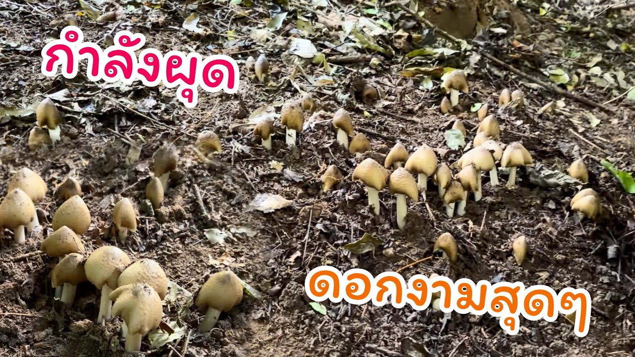 #เก็บเห็ดโคน โอโห…ดอกงามจัด กำลังผุดเลย