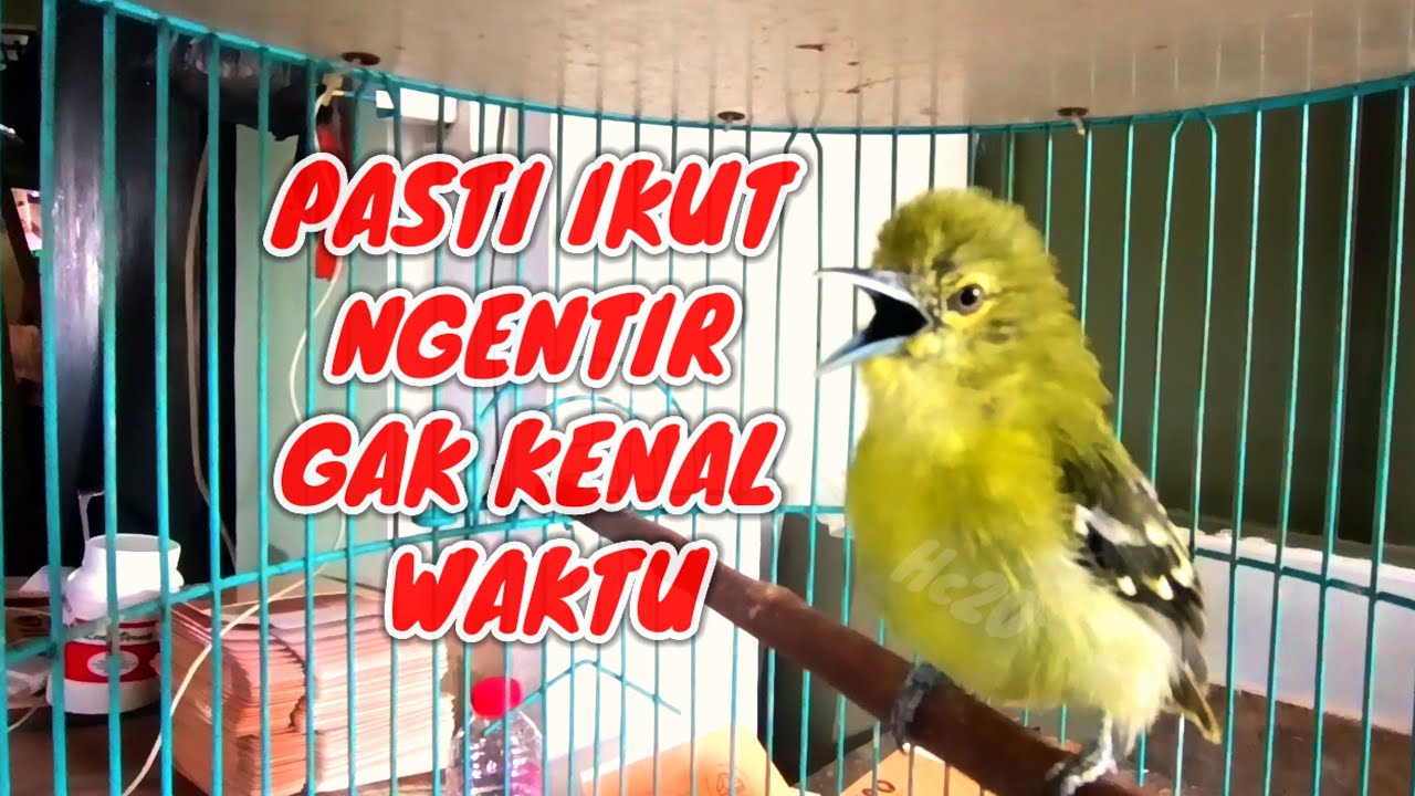 CIPOH GACOR NGETIR SUARA JERNIH||SIULAN PALING DI MINATI.