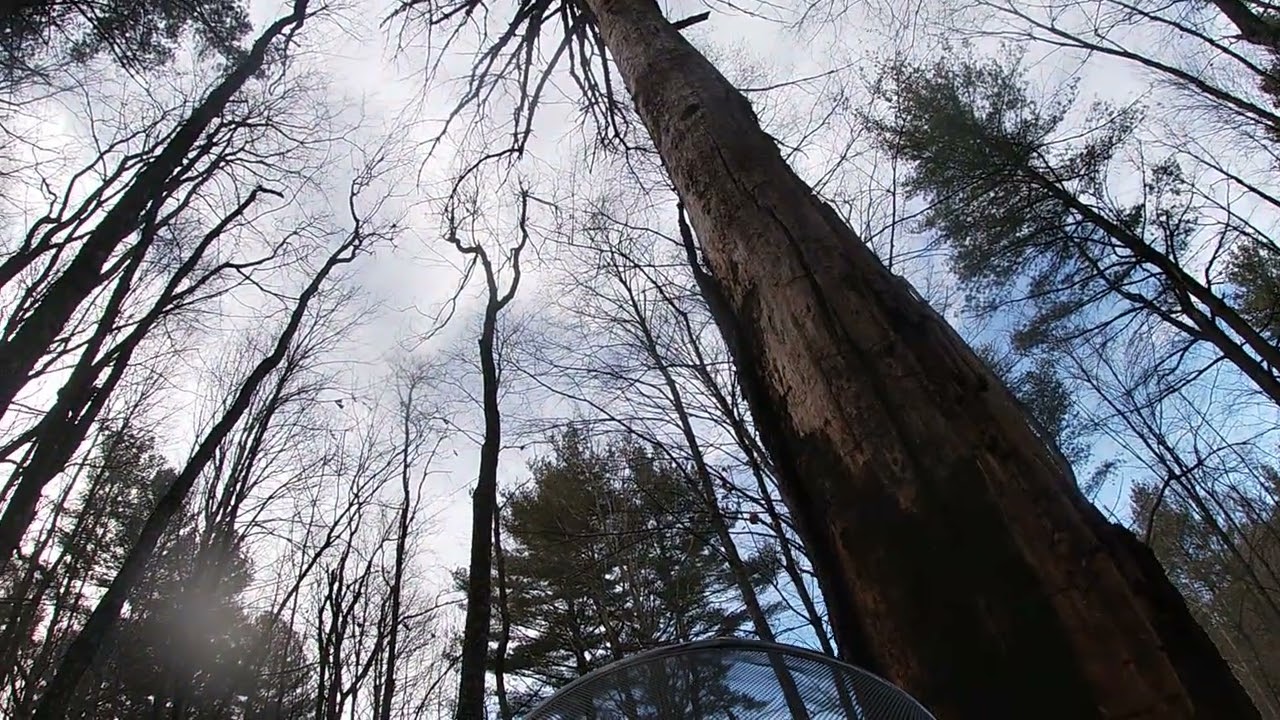 Massive dead pine!!! Got to love it!!!