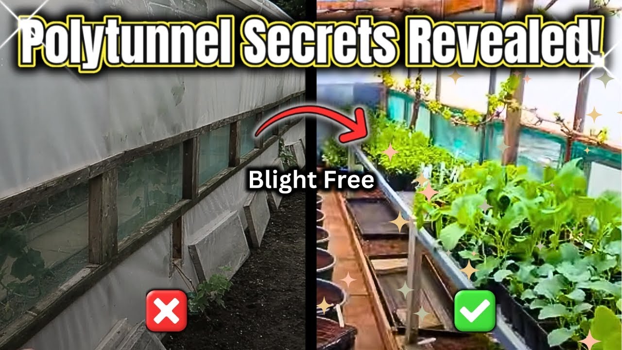 The Truth About My Northern Polytunnel!