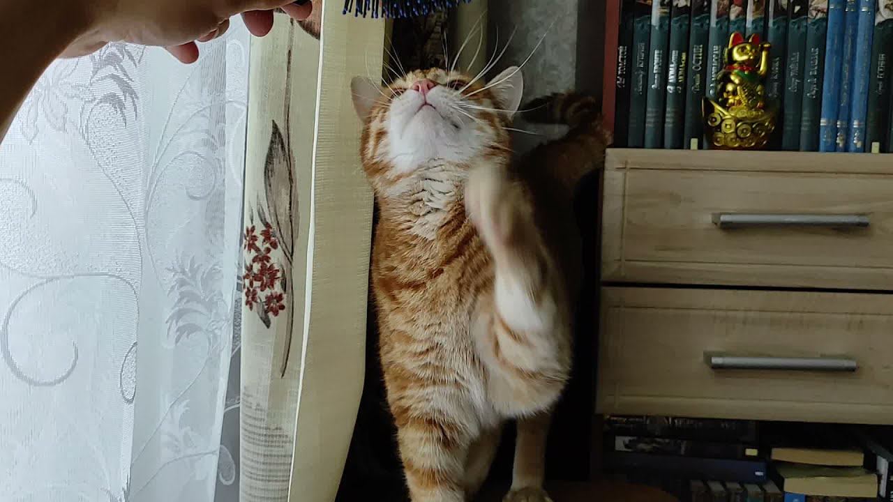 Ginger cat loves to be brushed \ Рыжий кот обожает причёсываться