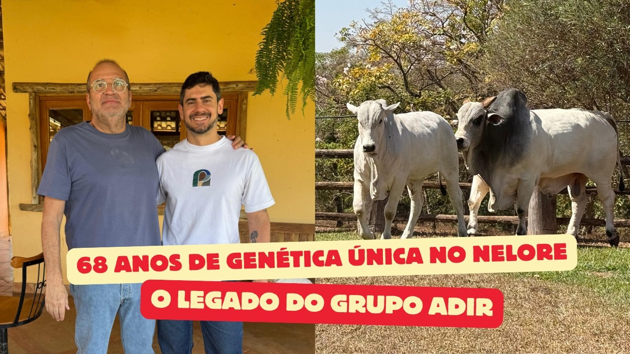 O legado da Genética Adir na raça Nelore