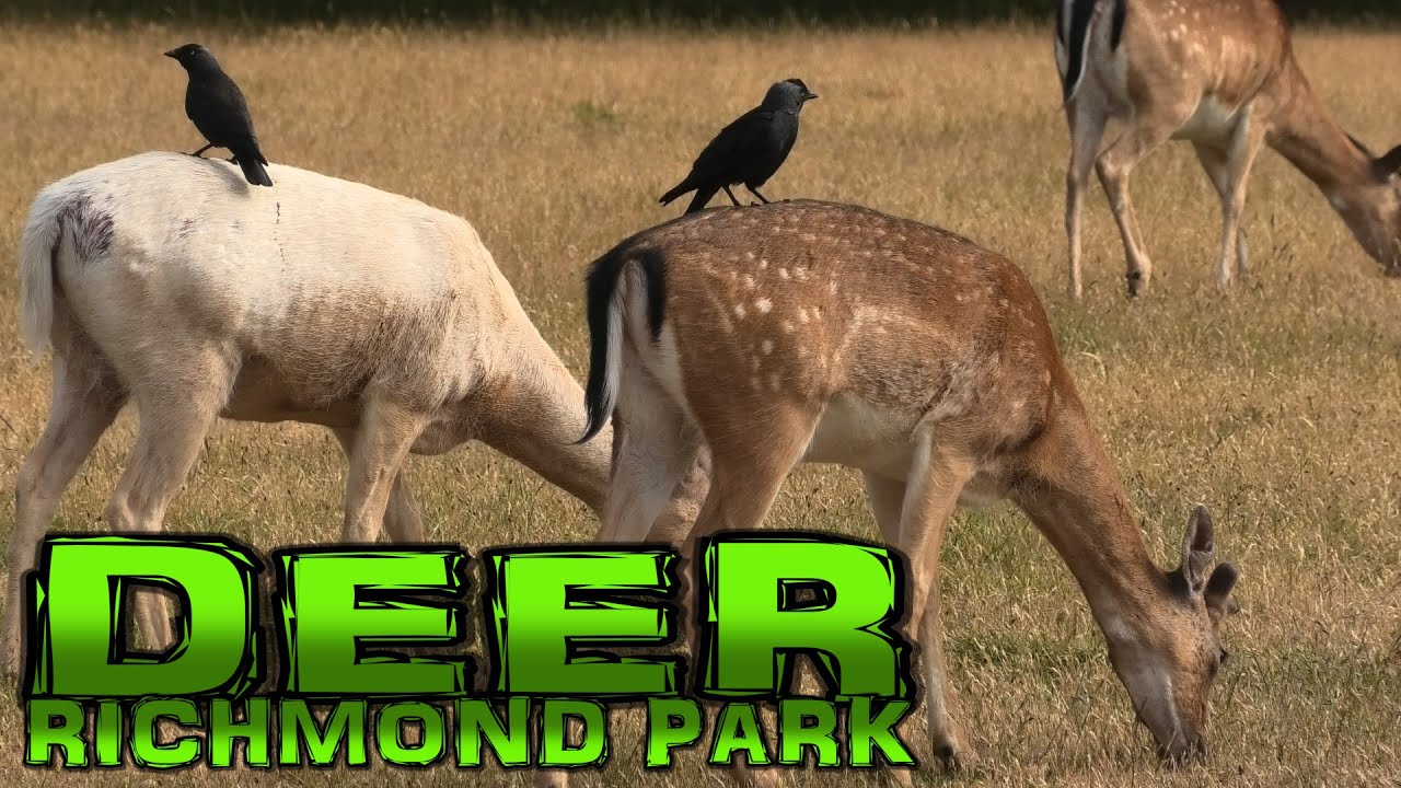 DEER in Richmond Park - London (4k)