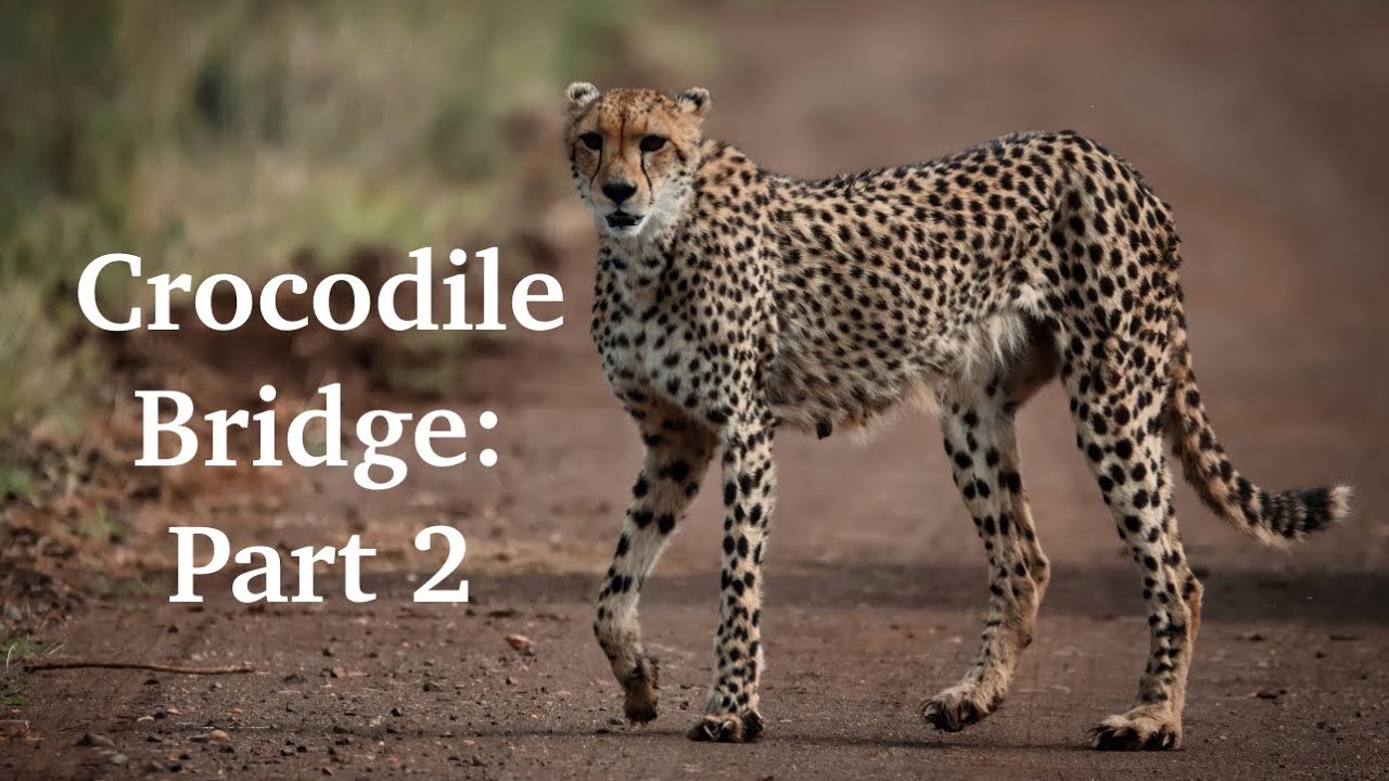 Kruger National Park |Crocodile Bridge| Part 2: Lion and cheetah cubs!