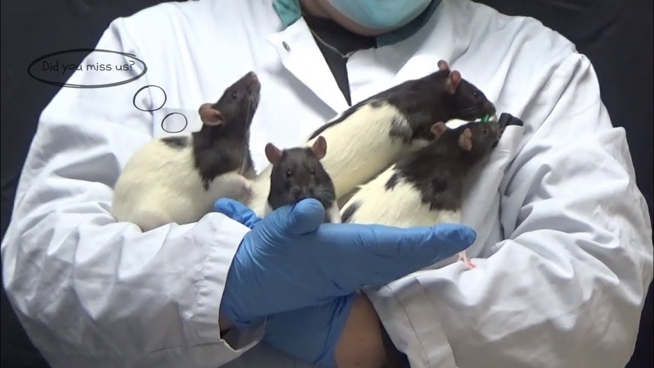 Rat Handling