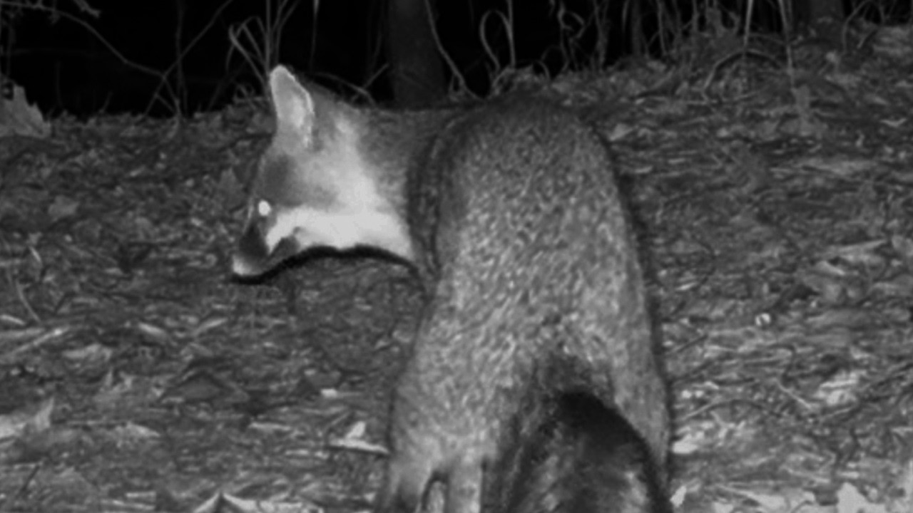 Foxes Mark the Spot… Then Coyotes Appear | Night Trail Cam