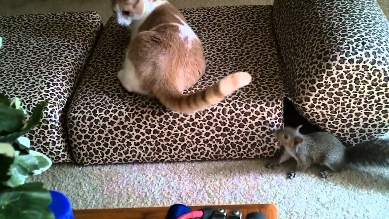 Our Rescue Pet Chippy the Squirrel playing with the Cat