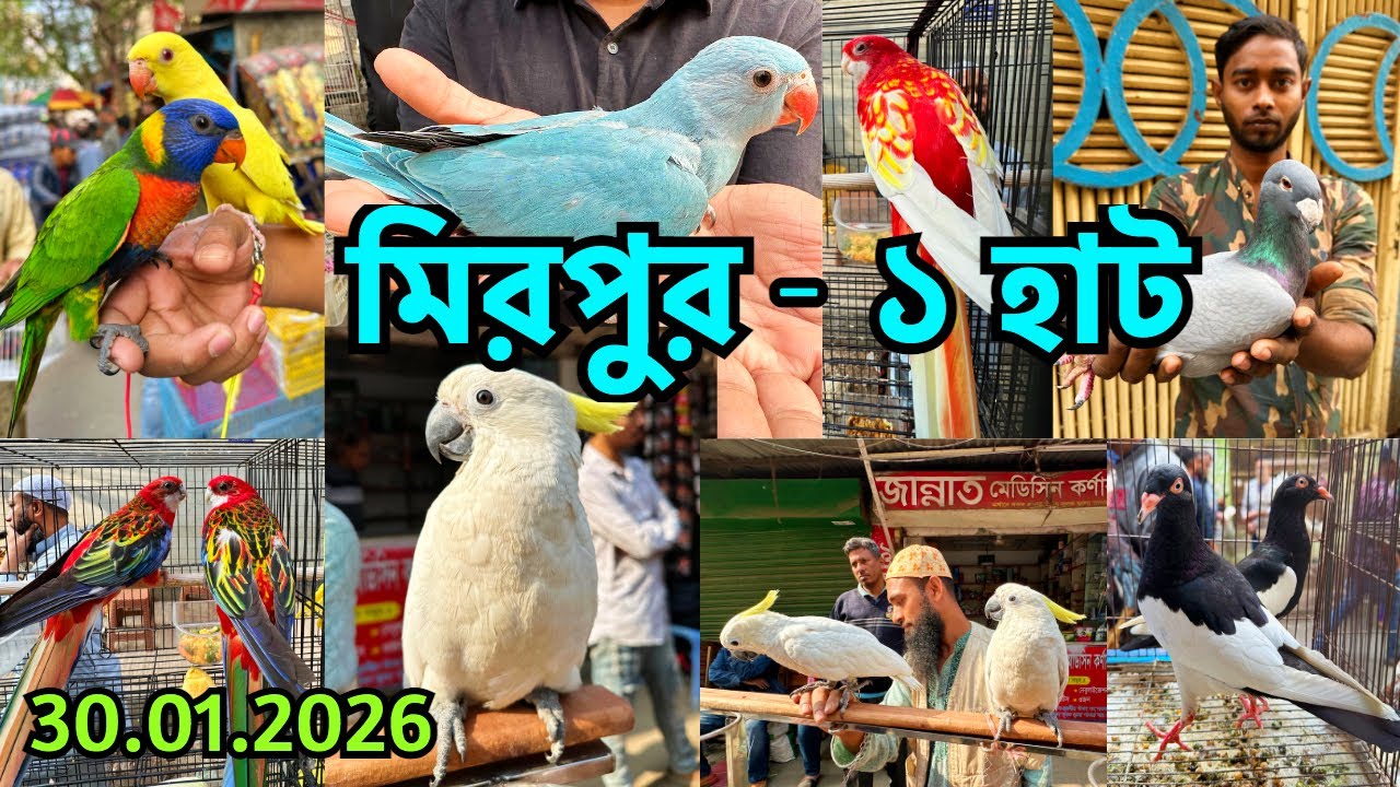 দামি দামি পাখি উঠেছে হাটে | মিরপুর - ১ হাট | পোষা প্রাণীর দাম জানুন | Mirpur - 1 Pet Market #872