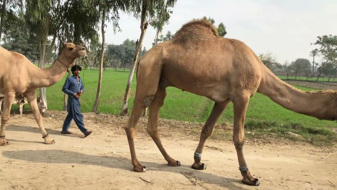 Beautiful camel breeding time😧😧 | الإبل يجتمع وقت القفز بالهجوم