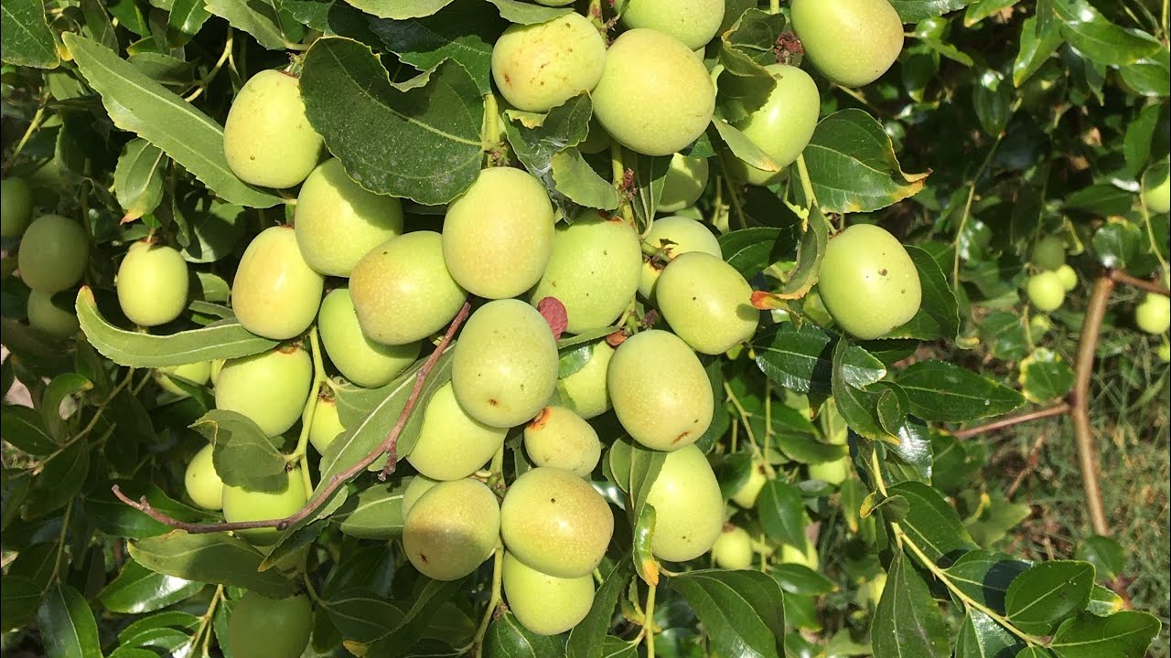 (48) Đi Bộ Quanh Xóm Tôi Xem Cây Trái - Hoa Cảnh Ven Đường #nature 