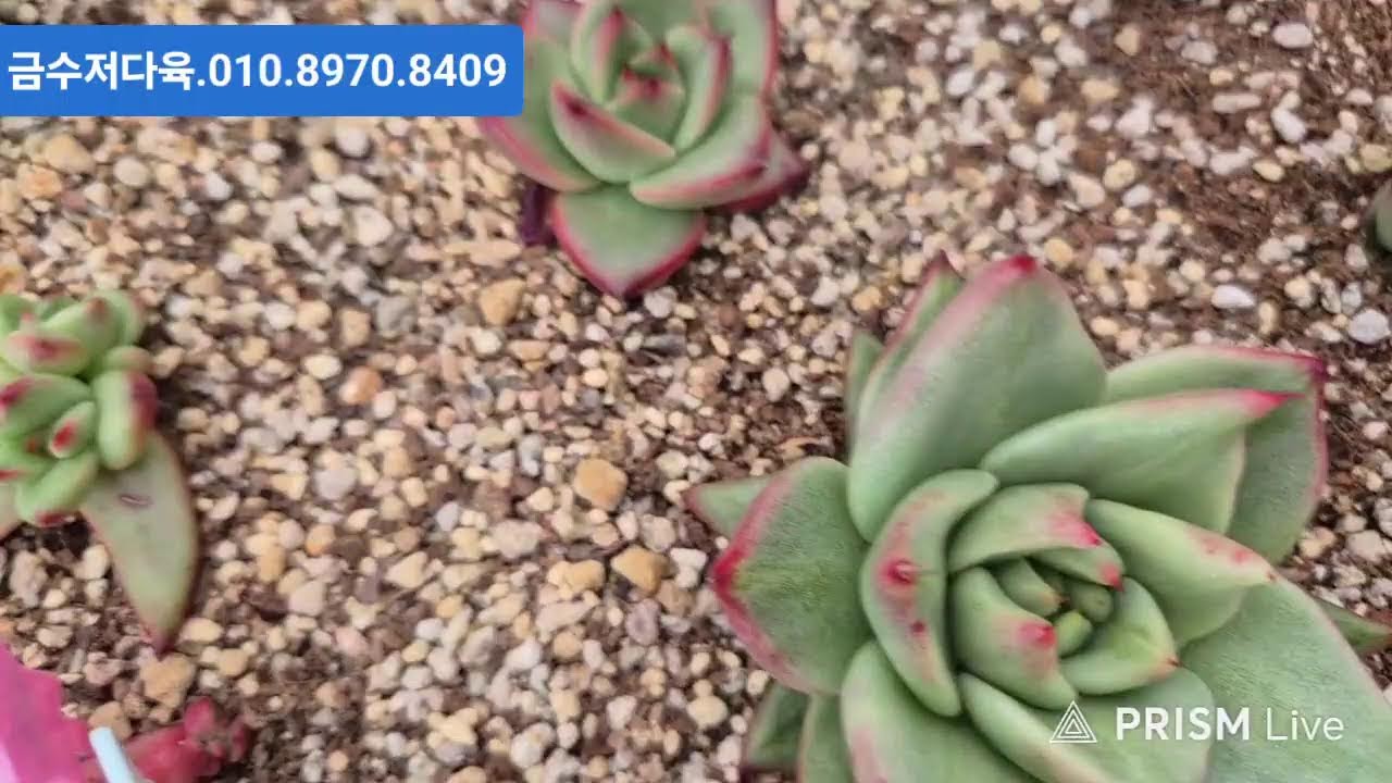 다정다육 라이브 방송