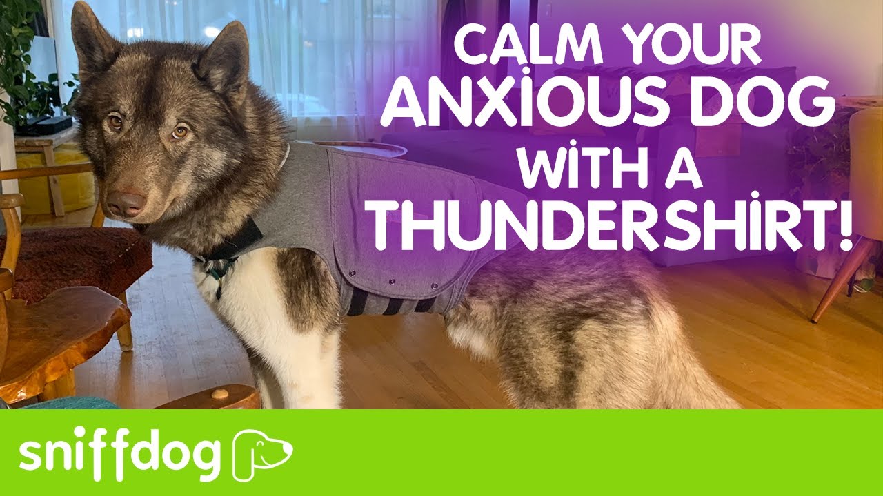 How to Help Your Anxious Dog To Calm Down With a ThunderShirt!