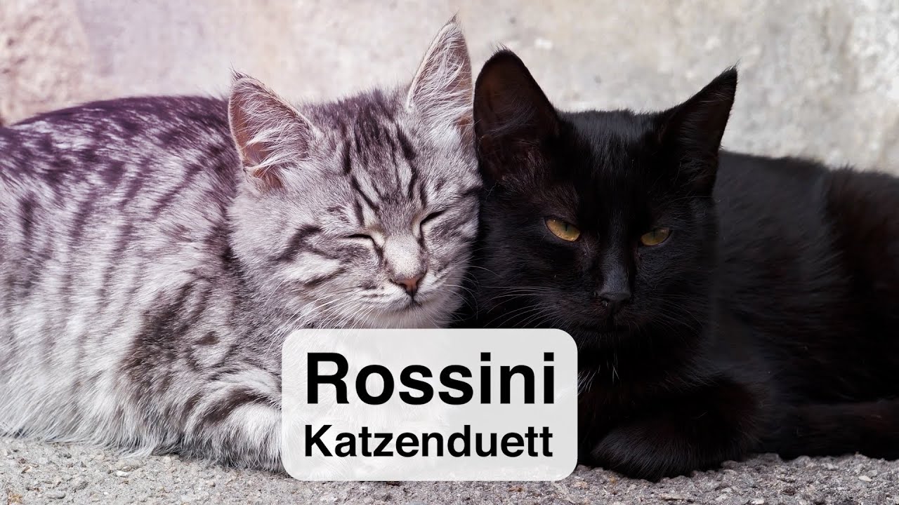 Katzenduett😺ROSSINI 😻Duetto buffo di due gatti🐱NATURE & CLASSICS😻 Best of Klassik die man hören muss
