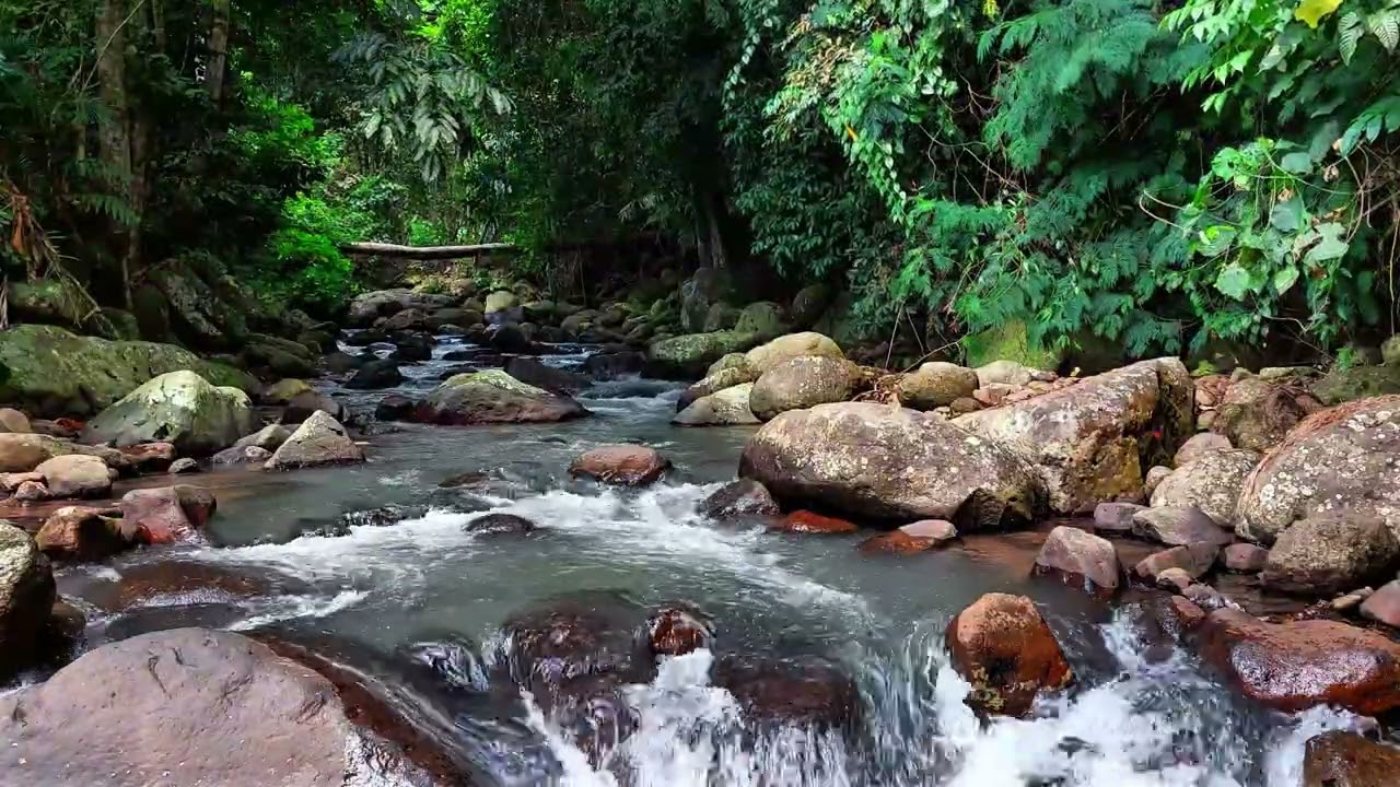 Flowing River Through Tropical Trees 🌿 Relaxing Water Sounds for Better Sleep