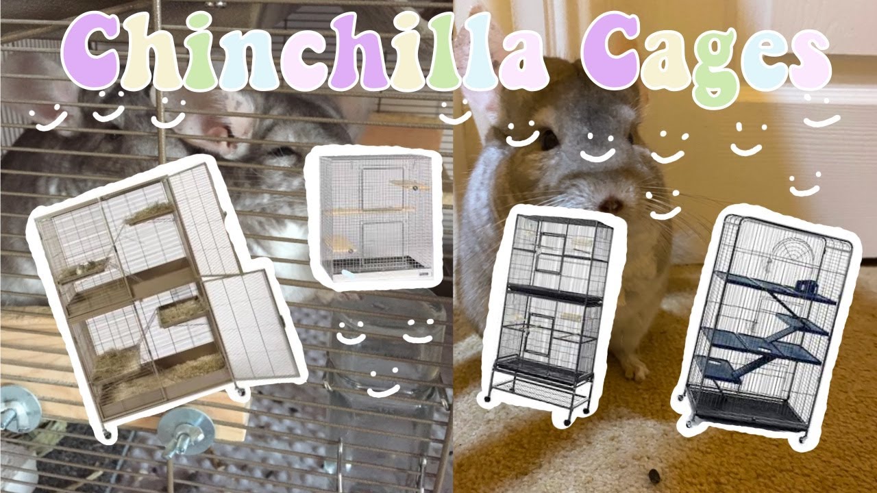 all about chinchilla cages!