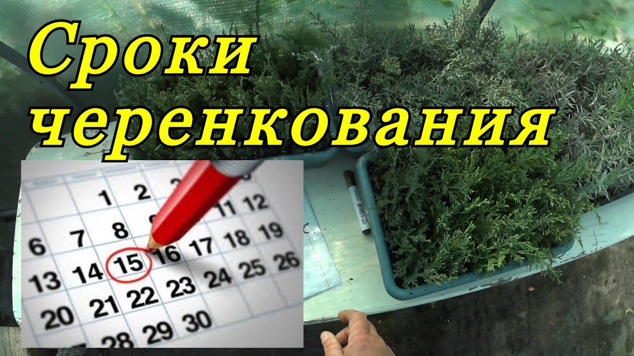 Сроки черенкования декоративных растений. Когда черенковать хвойные и другие декоративные растения.