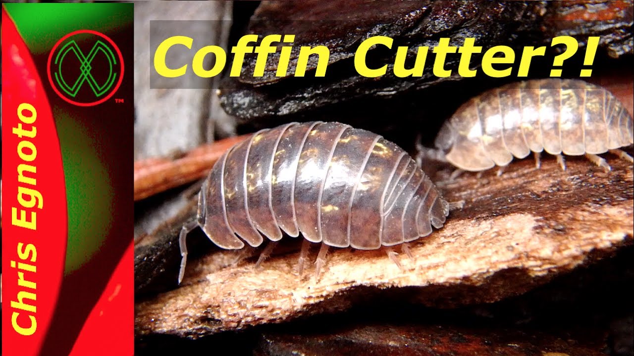 Woodlouse, The Terrestrial Isopod - Nature Now 