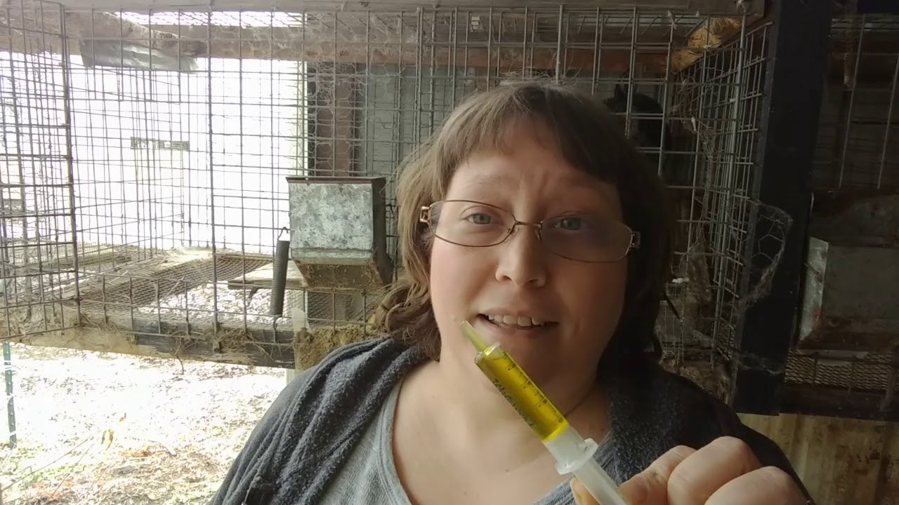 Treat ear mites in rabbits using THIS common kitchen ingredient