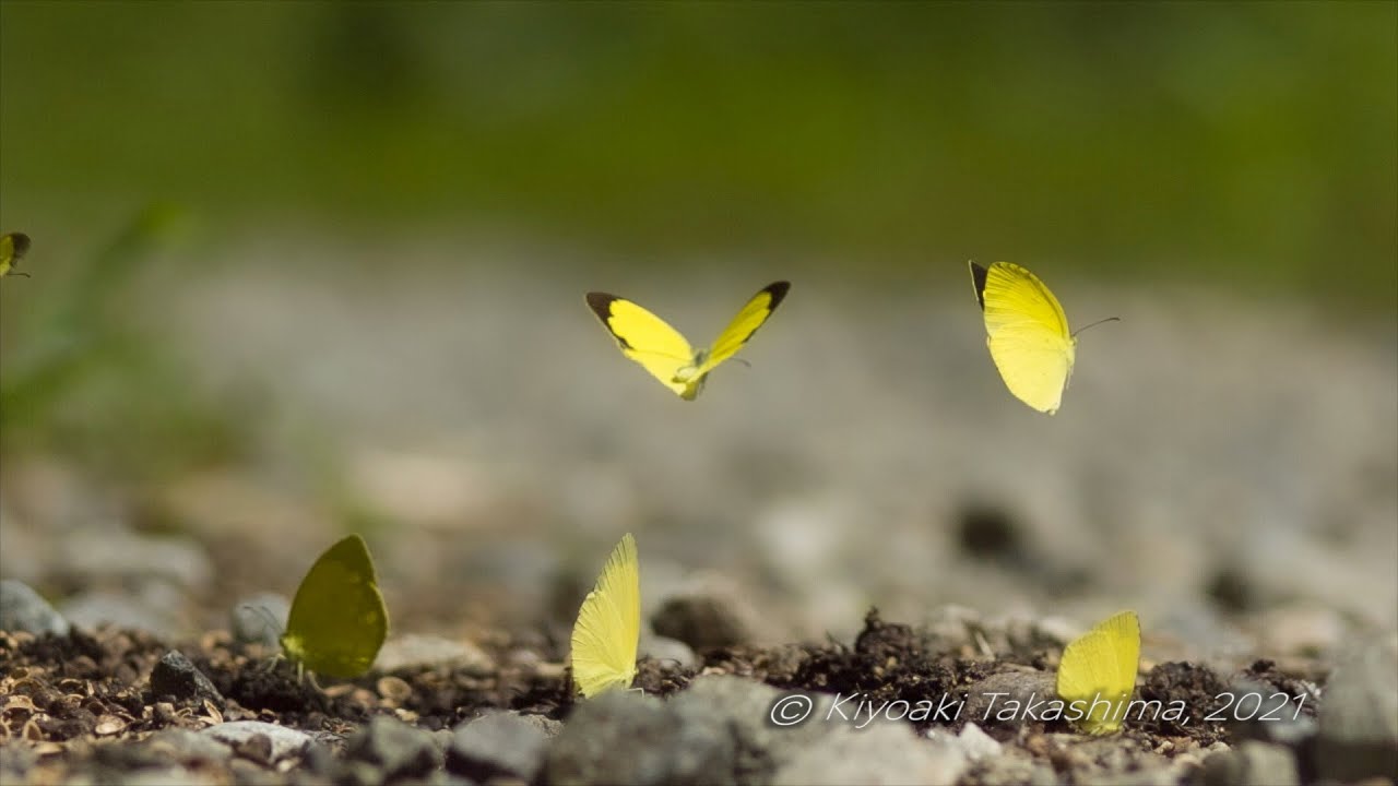 【ウルトラスロー動画】キチョウ/ Eurema hecabe【Chronos 2.1 Highspeed】