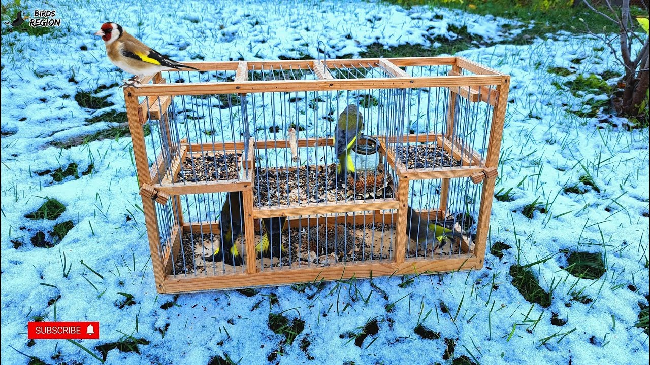 Автоматическая клетка, первые птицы. Певчие птицы, смотрим птиц.