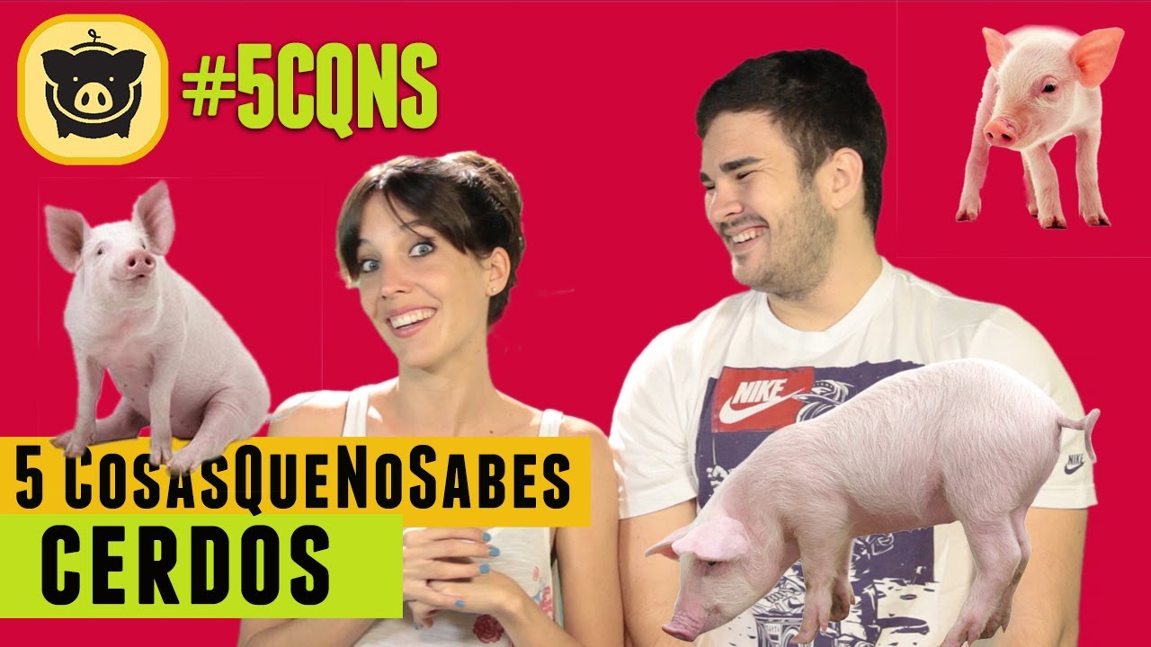 La higiene de los cerdos | #5CQNS
