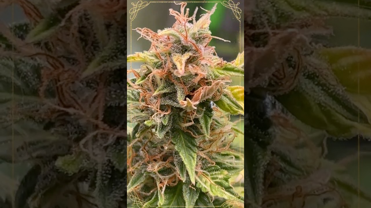 🍊 Orange President Day 67 by FastBuds 420 | Small But Stacking Strong! 💪🔥 #shorts