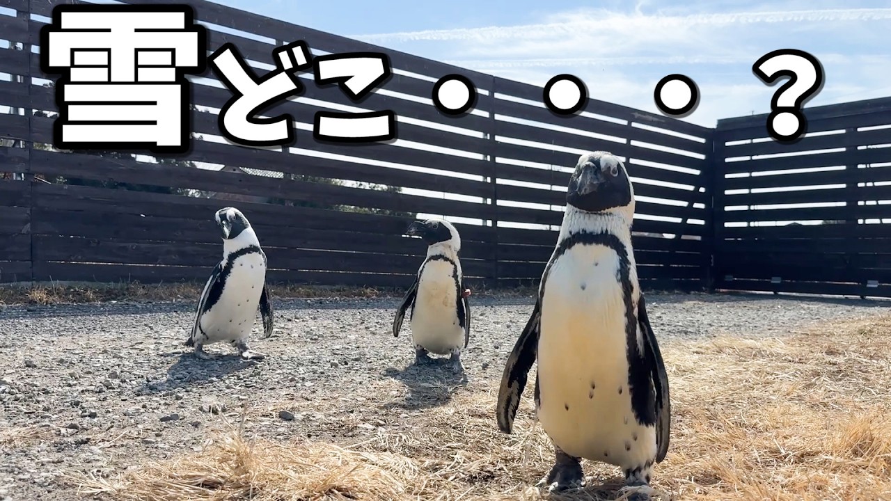 雪積もったと思って外出たら溶けてた時のペンギンの反応
