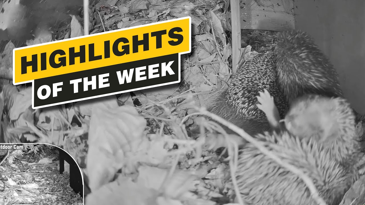 Highlights Of The Week - August 2024 - Week 34 🌻