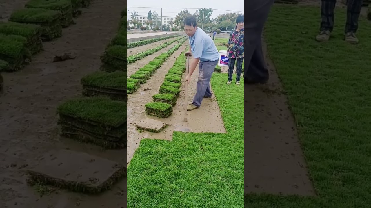 As&iacute; se saca y siembra pasto